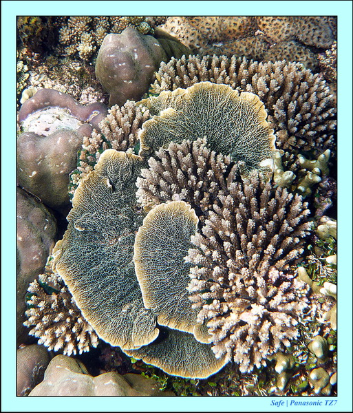 2012 - 07 - Dauin Sanctuary 42